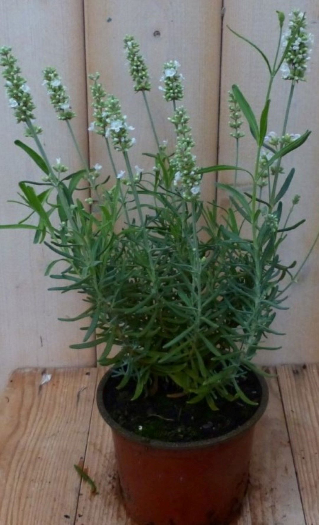 Warentuin natuurlijk 3 stuks! Lavendel wit - 