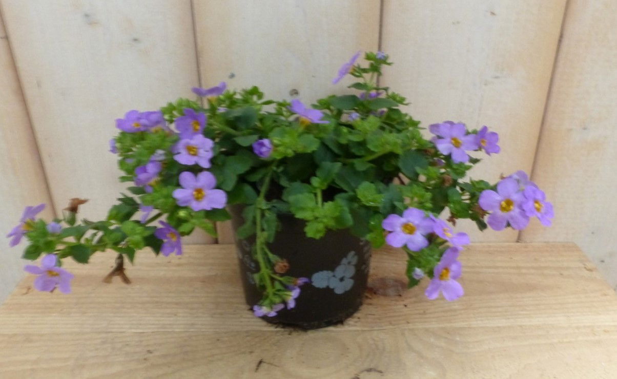 https://cdn.warentuin.nl/media/catalog/product/3/_/3_stuks_bacopa_roze_warentuin_natuurlijk_1__96ff.jpg