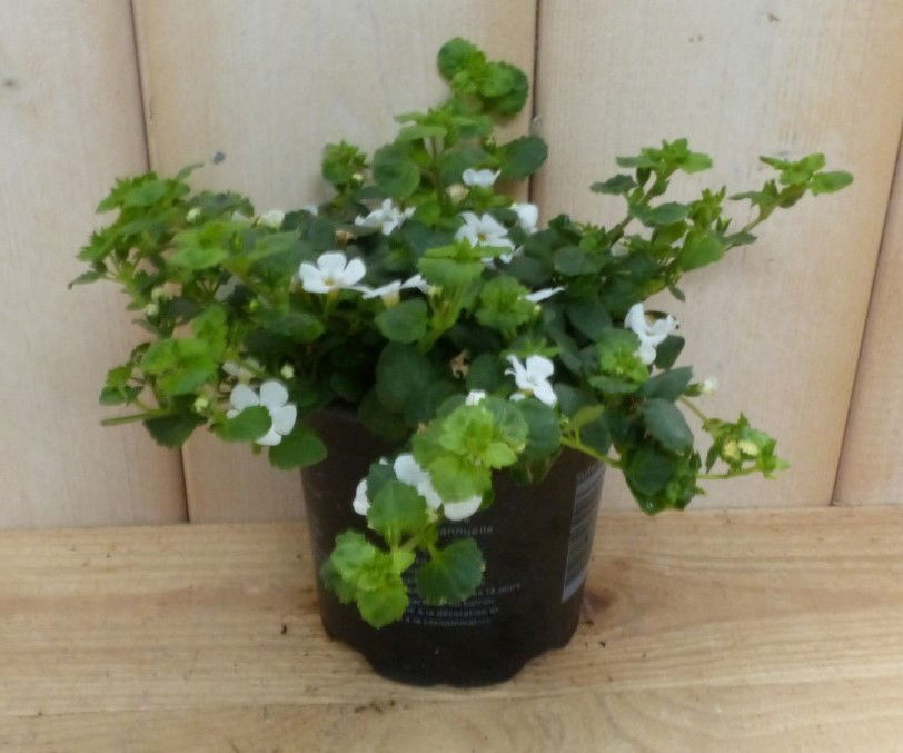 https://cdn.warentuin.nl/media/catalog/product/3/_/3_stuks_bacopa_wit_warentuin_natuurlijk_6c47.jpg