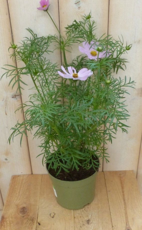 https://cdn.warentuin.nl/media/catalog/product/3/_/3_stuks_cosmea_roze_warentuin_natuurlijk_1__c3bb.jpg