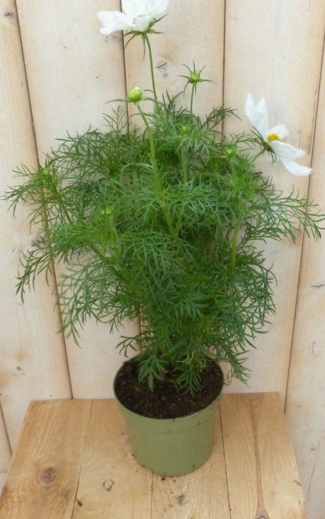 https://cdn.warentuin.nl/media/catalog/product/3/_/3_stuks_cosmea_wit_warentuin_natuurlijk_1__a6bf.jpg