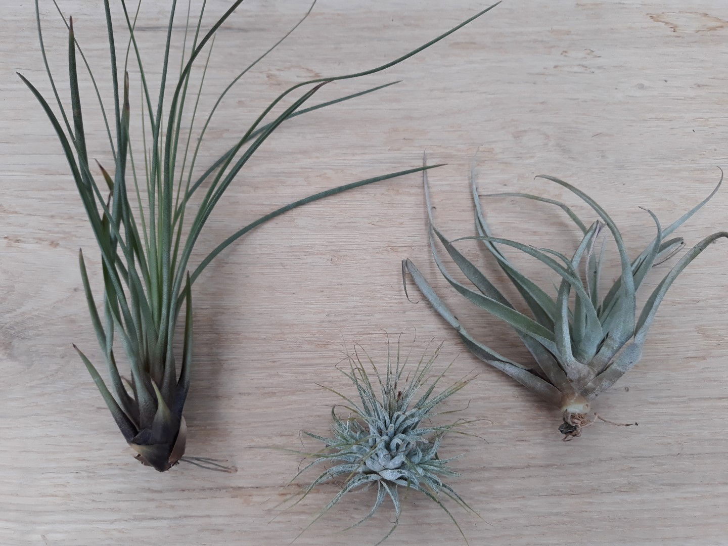 3 stuks! Kamerplant Tillandsia Warentuin Natuurlijk