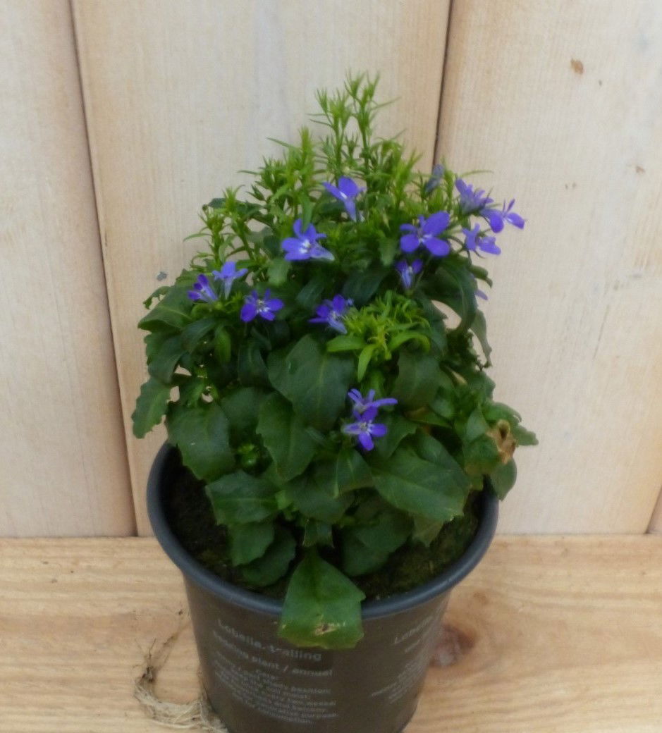 https://cdn.warentuin.nl/media/catalog/product/3/_/3_stuks_lobelia_blauw_warentuin_natuurlijk_2__226e.jpg