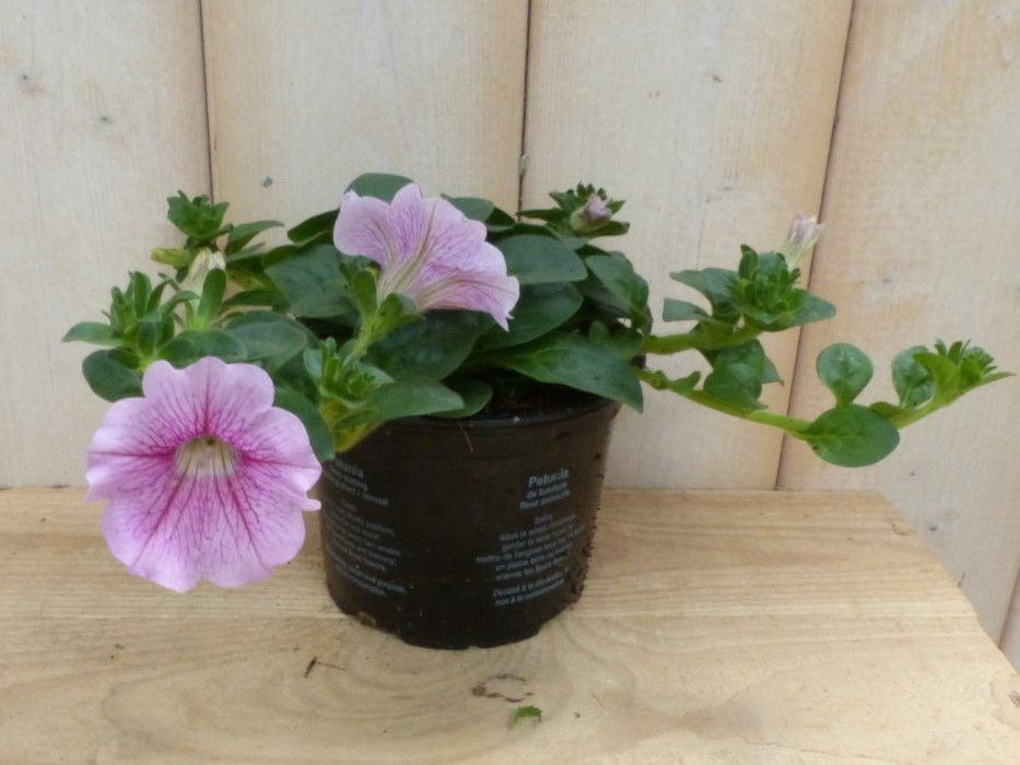 https://cdn.warentuin.nl/media/catalog/product/3/_/3_stuks_petunia_roze_warentuin_natuurlijk_1__d0ca.jpg
