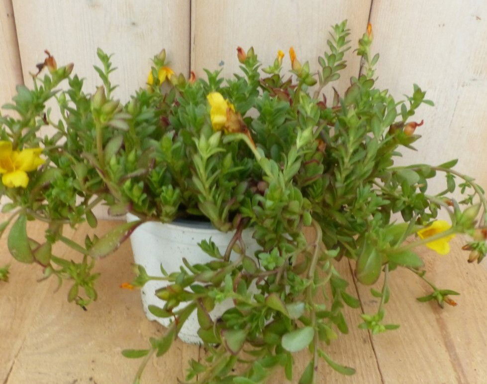 Warentuin natuurlijk 3 stuks! Portulaca eenjarig geel - 