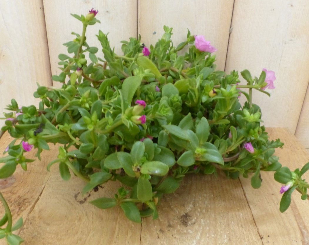 Warentuin natuurlijk 3 stuks! Portulaca eenjarig roze - 