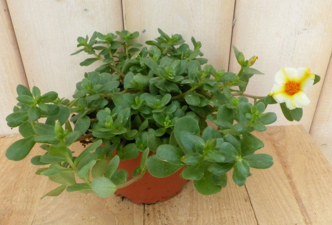 Warentuin natuurlijk 3 stuks! Portulaca eenjarig mix - 
