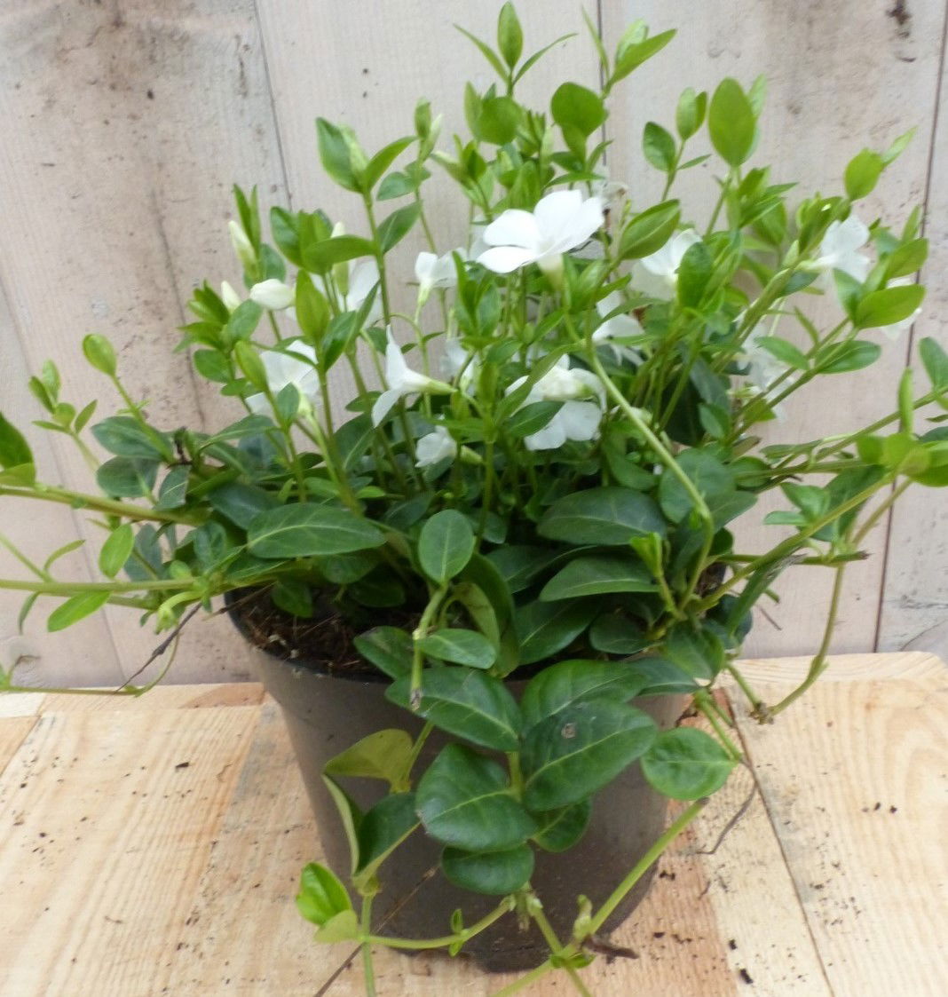 https://cdn.warentuin.nl/media/catalog/product/3/_/3_stuks_vinca_minor_wit_warentuin_natuurlijk_2__cd43.jpg