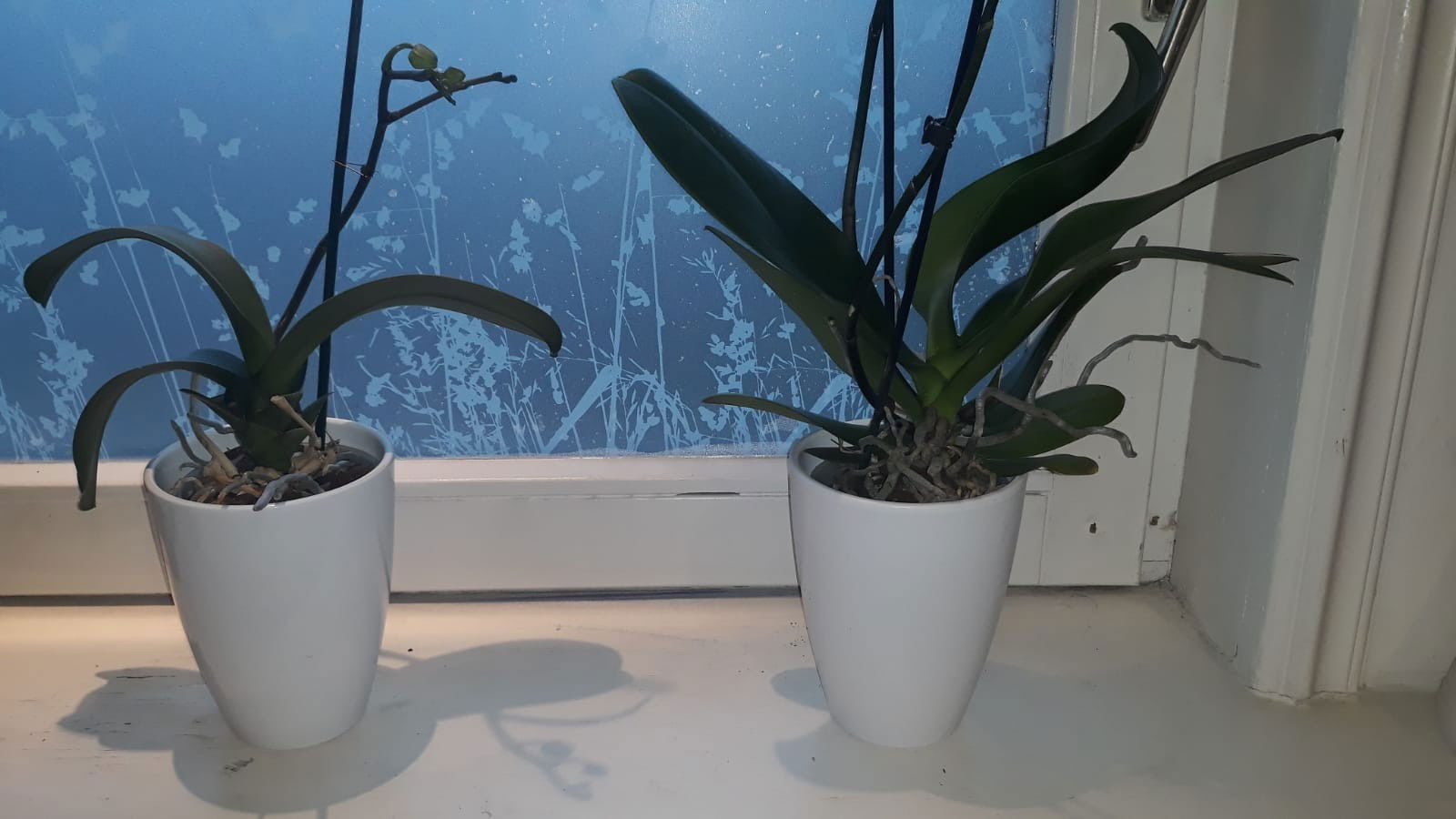 https://cdn.warentuin.nl/media/catalog/product/4/7/4743c34c_086e_4b89_847e_7f8a7dc04bf0_1_1e97.jpg