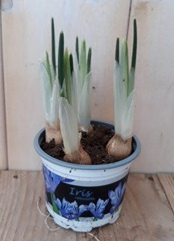 Warentuin natuurlijk 5 stuks! Bolletjes Iris in klein potje Voorjaarsbollen Iris  - 