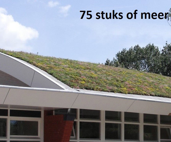 https://cdn.warentuin.nl/media/catalog/product/7/5/75_sedum_1_7882.jpg