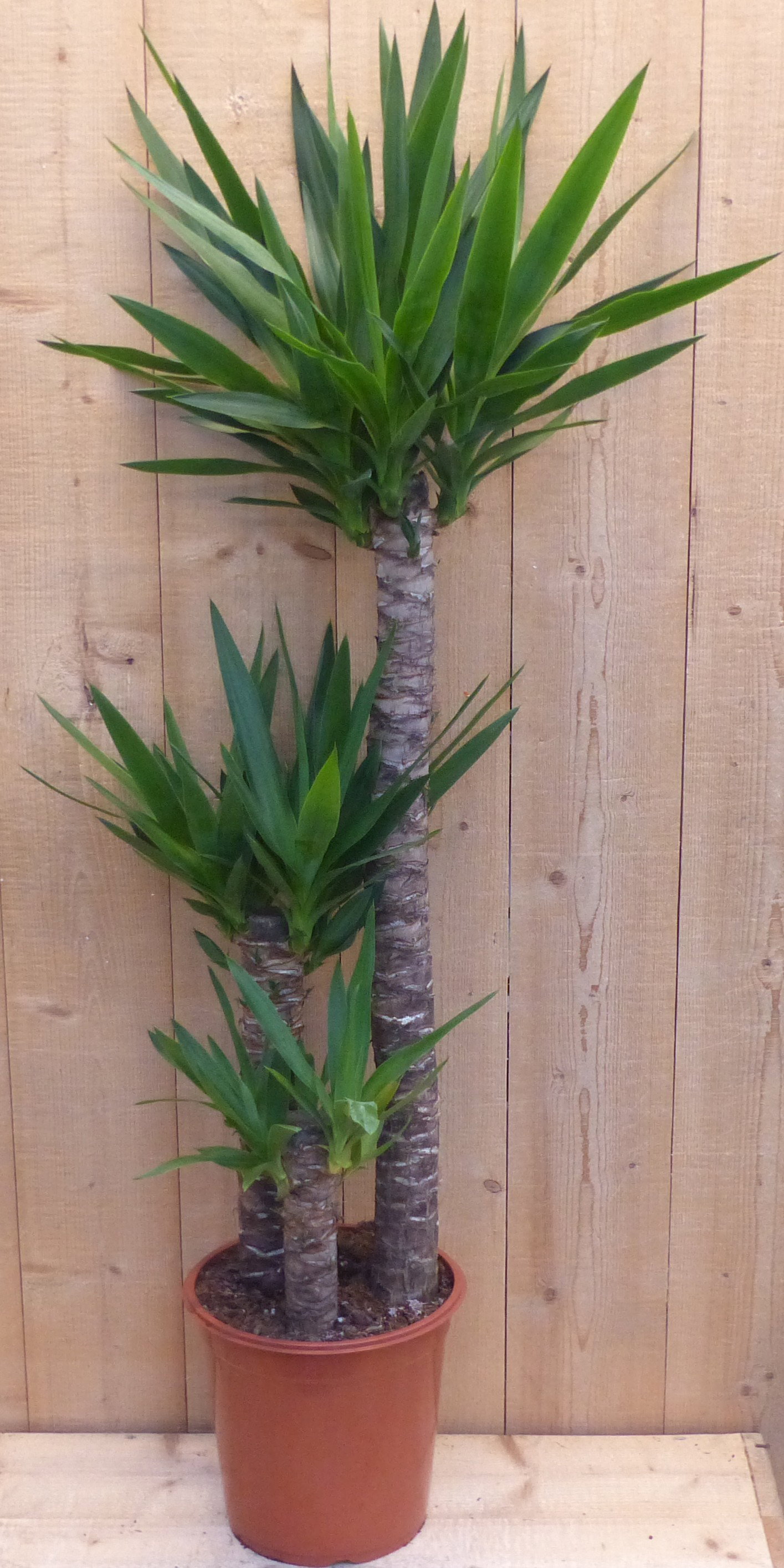 https://cdn.warentuin.nl/media/catalog/product/8/1/8149900029330_kamerplant_yucca_110_cm_warentuin_natuurlijk_91b1.JPG