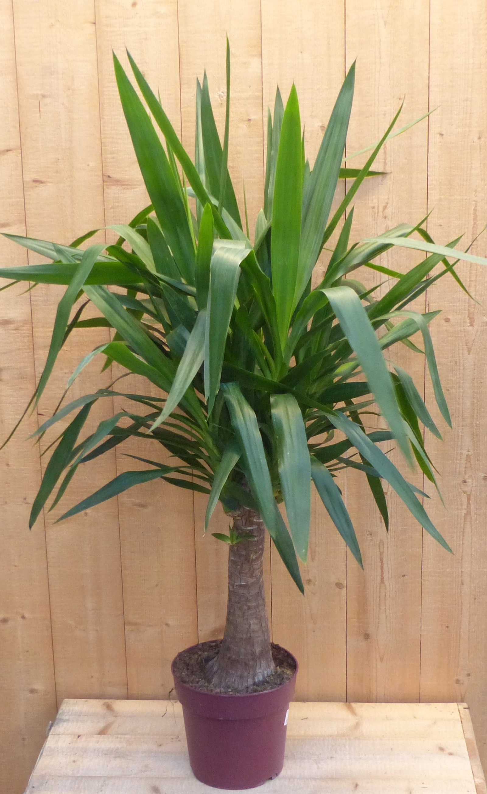 https://cdn.warentuin.nl/media/catalog/product/8/1/8149900040501_kamerplant_yucca_100_cm_warentuin_natuurlijk_6f22.JPG