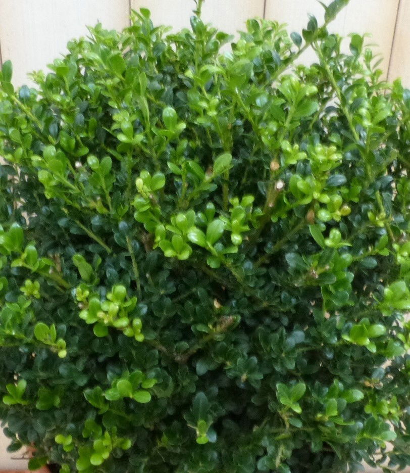 https://cdn.warentuin.nl/media/catalog/product/8/1/8149900043044_2_warentuin_natuurlijk_vaste_plant_ilex_groen_707e.jpg