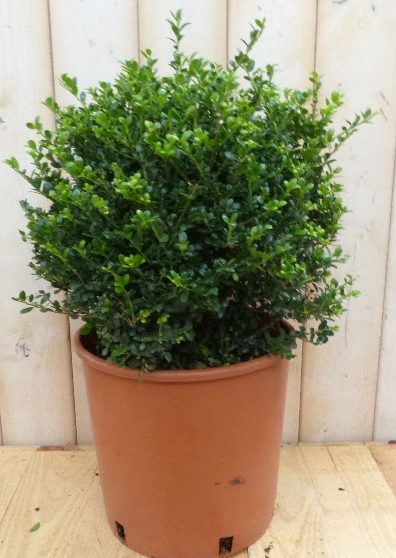 https://cdn.warentuin.nl/media/catalog/product/8/1/8149900043044_warentuin_natuurlijk_vaste_plant_ilex_groen_1d52.jpg