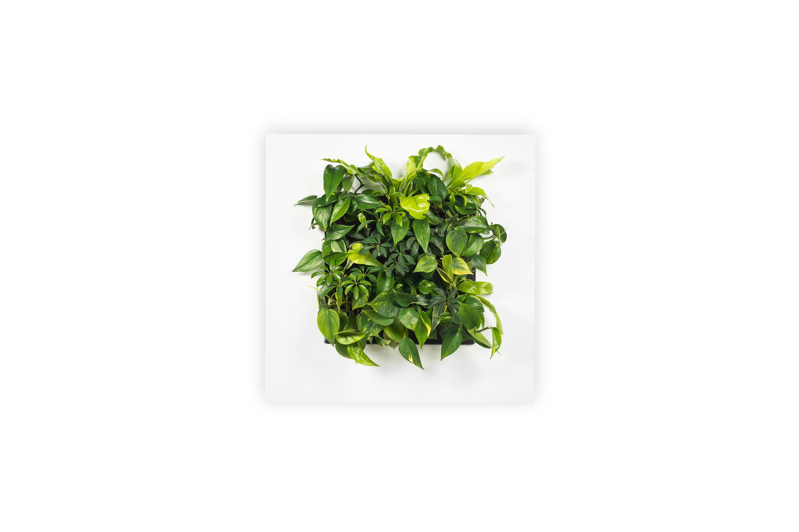 https://cdn.warentuin.nl/media/catalog/product/8/1/8149900043053_mobilane_plantenschilderij_levende_plantenschilderij_livepicture__94e6.jpg
