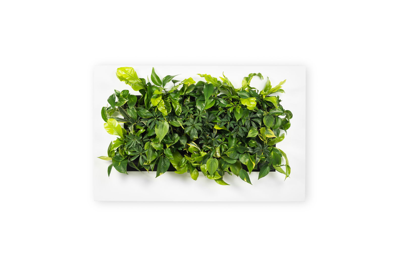 https://cdn.warentuin.nl/media/catalog/product/8/1/8149900043056_mobilane_plantenschilderij_levende_plantenschilderij_livepicture__44ce.jpg