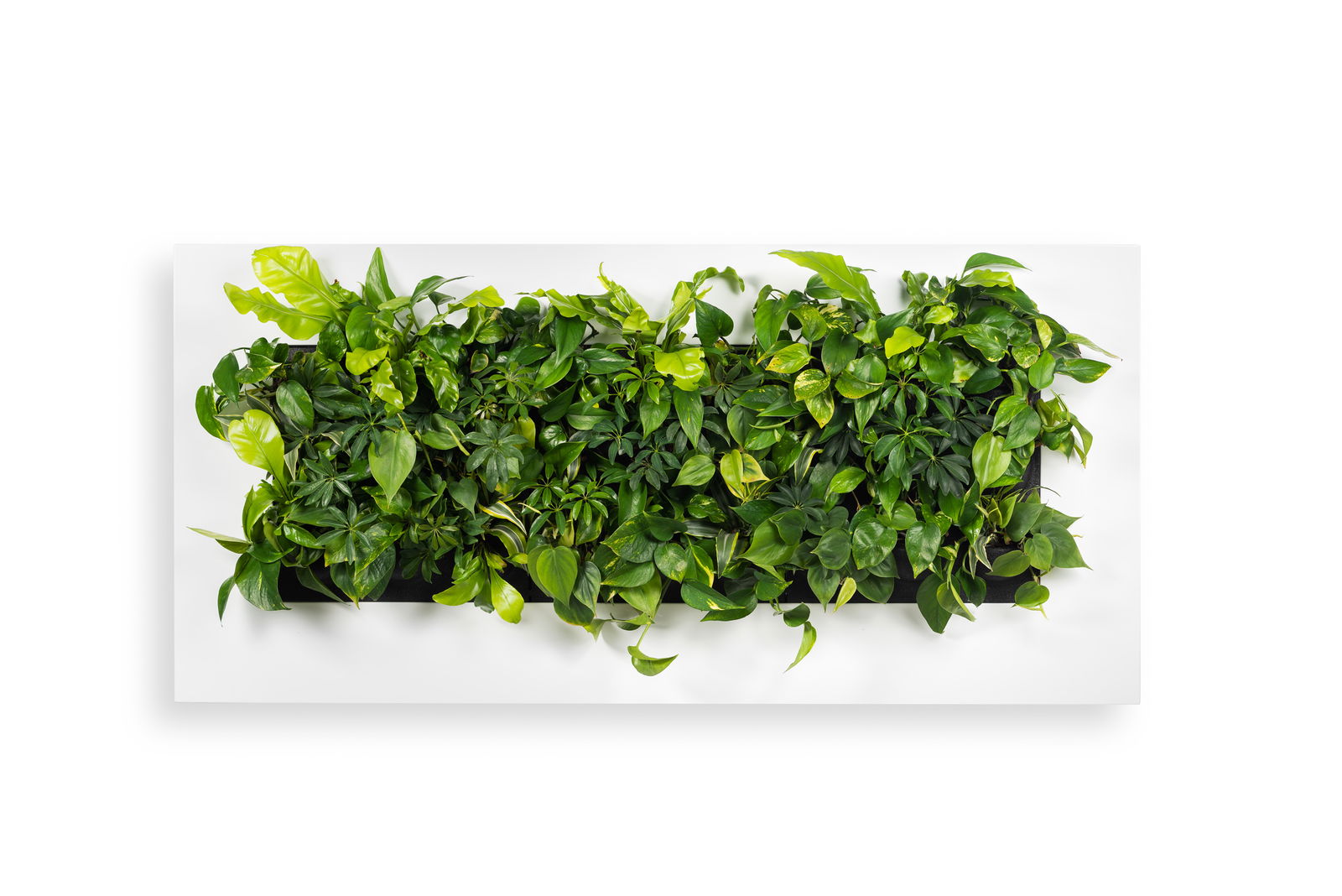 https://cdn.warentuin.nl/media/catalog/product/8/1/8149900043059_mobilane_plantenschilderij_levende_plantenschilderij_livepicture__6bfc.jpg