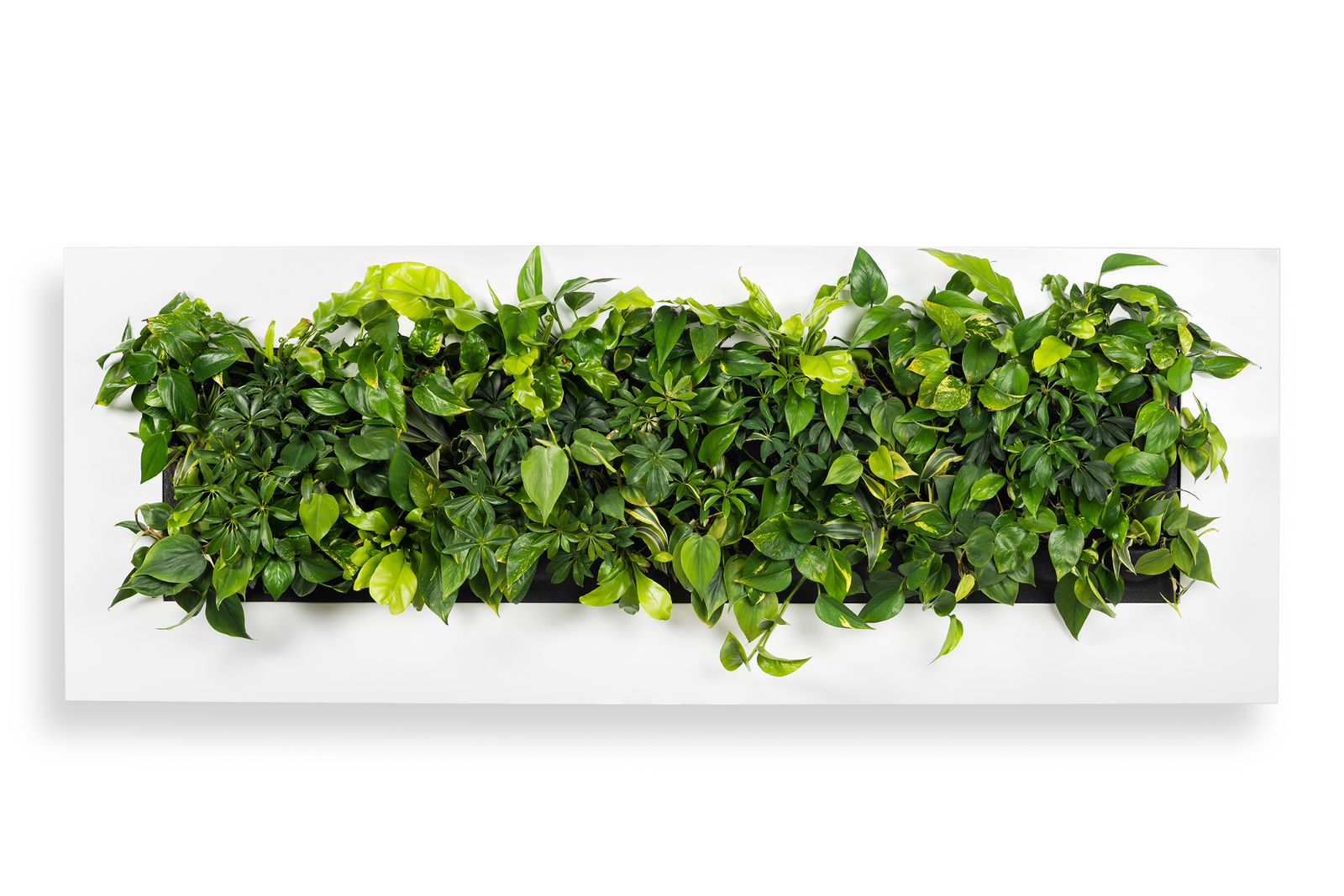 https://cdn.warentuin.nl/media/catalog/product/8/1/8149900043062_mobilane_plantenschilderij_levende_plantenschilderij_livepicture__ffad.png