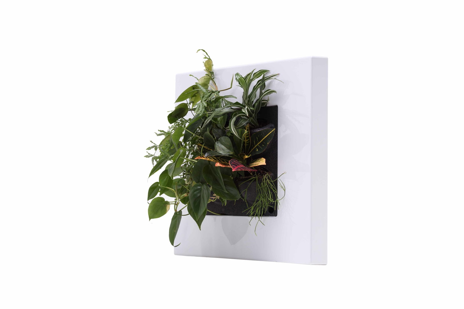 https://cdn.warentuin.nl/media/catalog/product/8/1/8149900043070_mobilane_plantenschilderij_levende_plantenschilderij_livepicture__7407.jpg