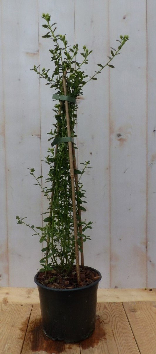 https://cdn.warentuin.nl/media/catalog/product/8/1/8149900043074_warentuin_natuurlijk_buitenplant_amerikaanse_sering_warentuin_nat_ab25.jpg