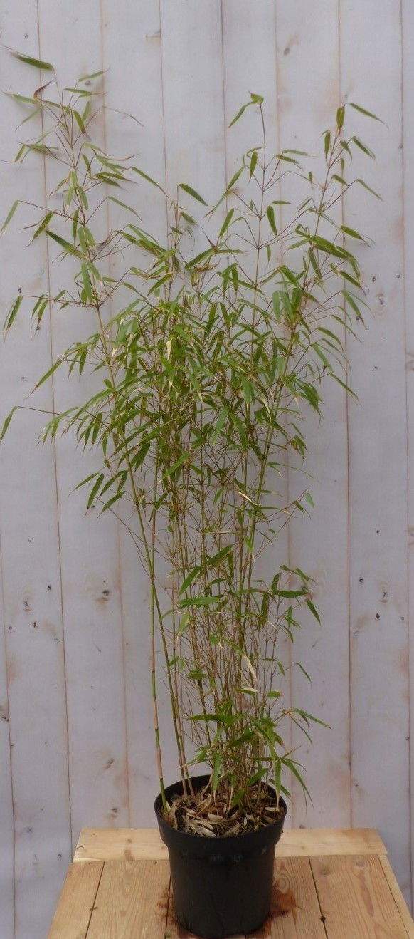 Warentuin natuurlijk Bamboe 200 cm groen blijvend - 