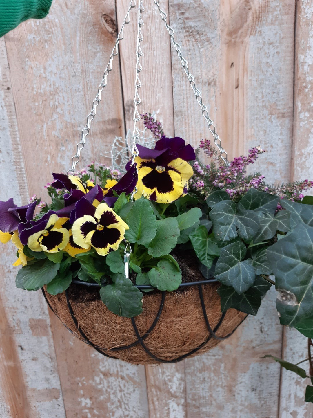 https://cdn.warentuin.nl/media/catalog/product/8/1/8149900043076_warentuin_natuurlijk_buitenplant_haning_basket_warentuin_natuurli_199b.jpg