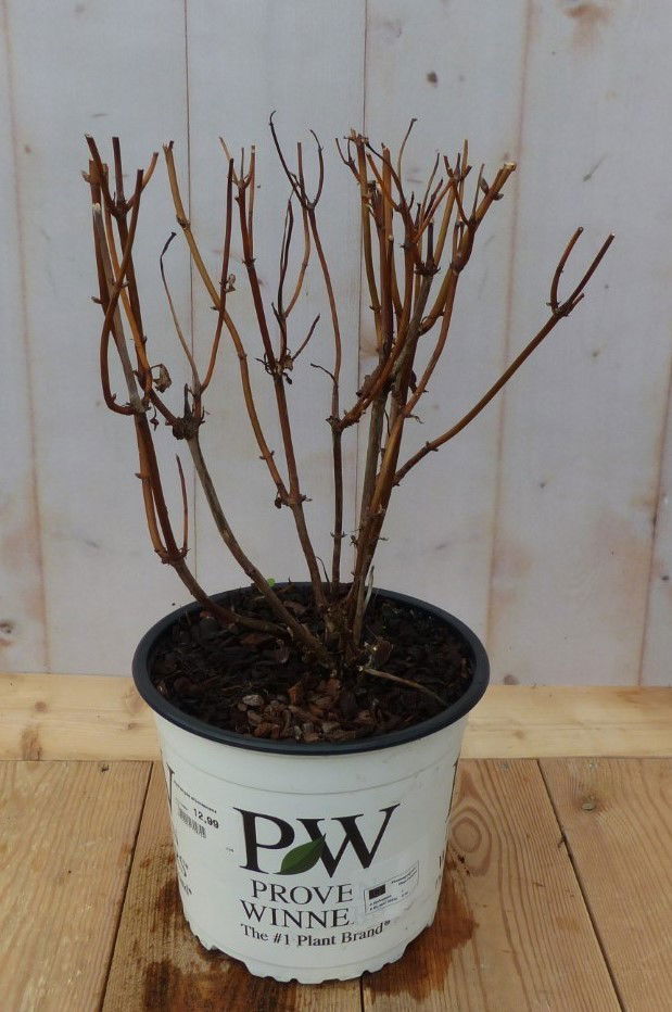 https://cdn.warentuin.nl/media/catalog/product/8/1/8149900043077_warentuin_natuurlijk_buitenplant_hortensia_annable_roze_warentuin_c6a8.jpg