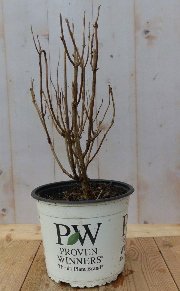 https://cdn.warentuin.nl/media/catalog/product/8/1/8149900043078_warentuin_natuurlijk_buitenplant_hortensia_annable_wit_warentuin__d85e.jpg