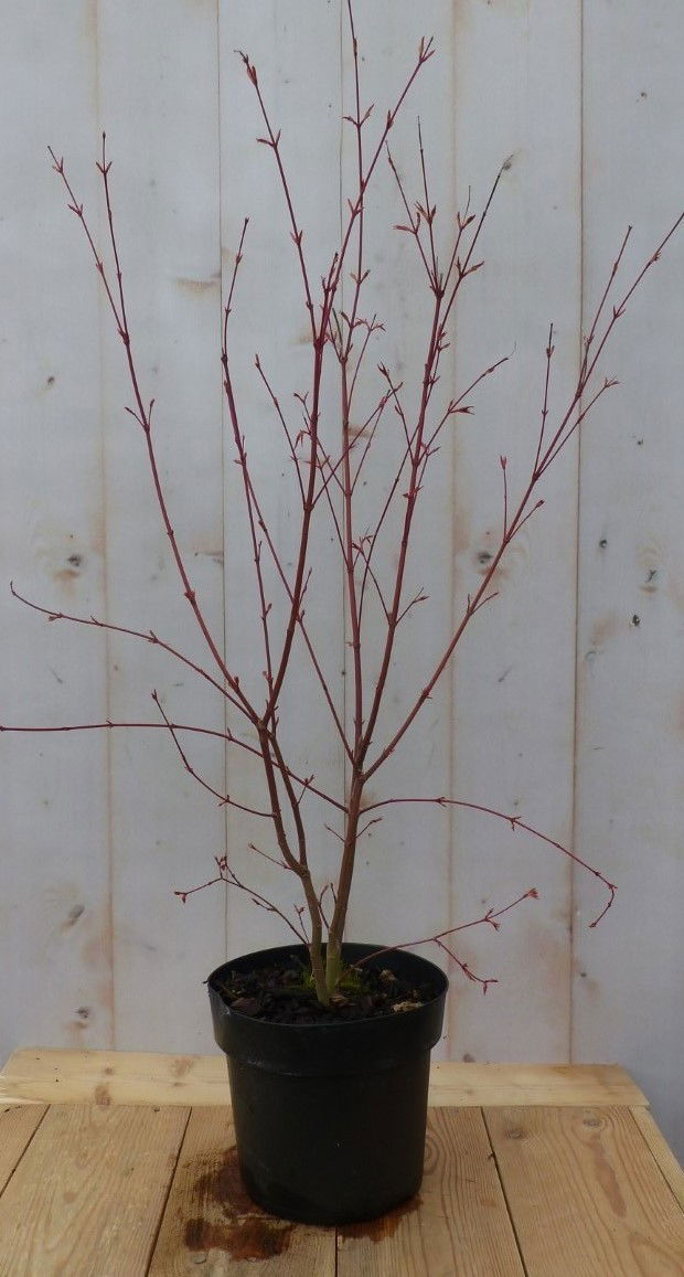 https://cdn.warentuin.nl/media/catalog/product/8/1/8149900043080_warentuin_natuurlijk_buitenplant_japanse_esdorn_rood_warentuin_na_b8cf.jpg