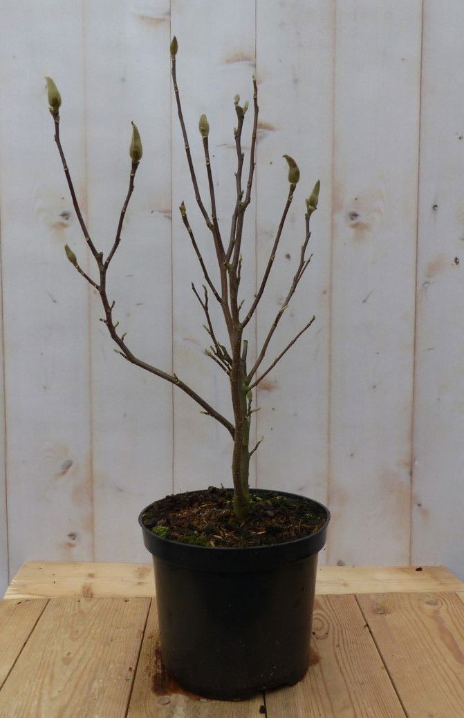 https://cdn.warentuin.nl/media/catalog/product/8/1/8149900043083_warentuin_natuurlijk_buitenplant_magnolia_stellata_tulpenboom_war_8d8e.jpg