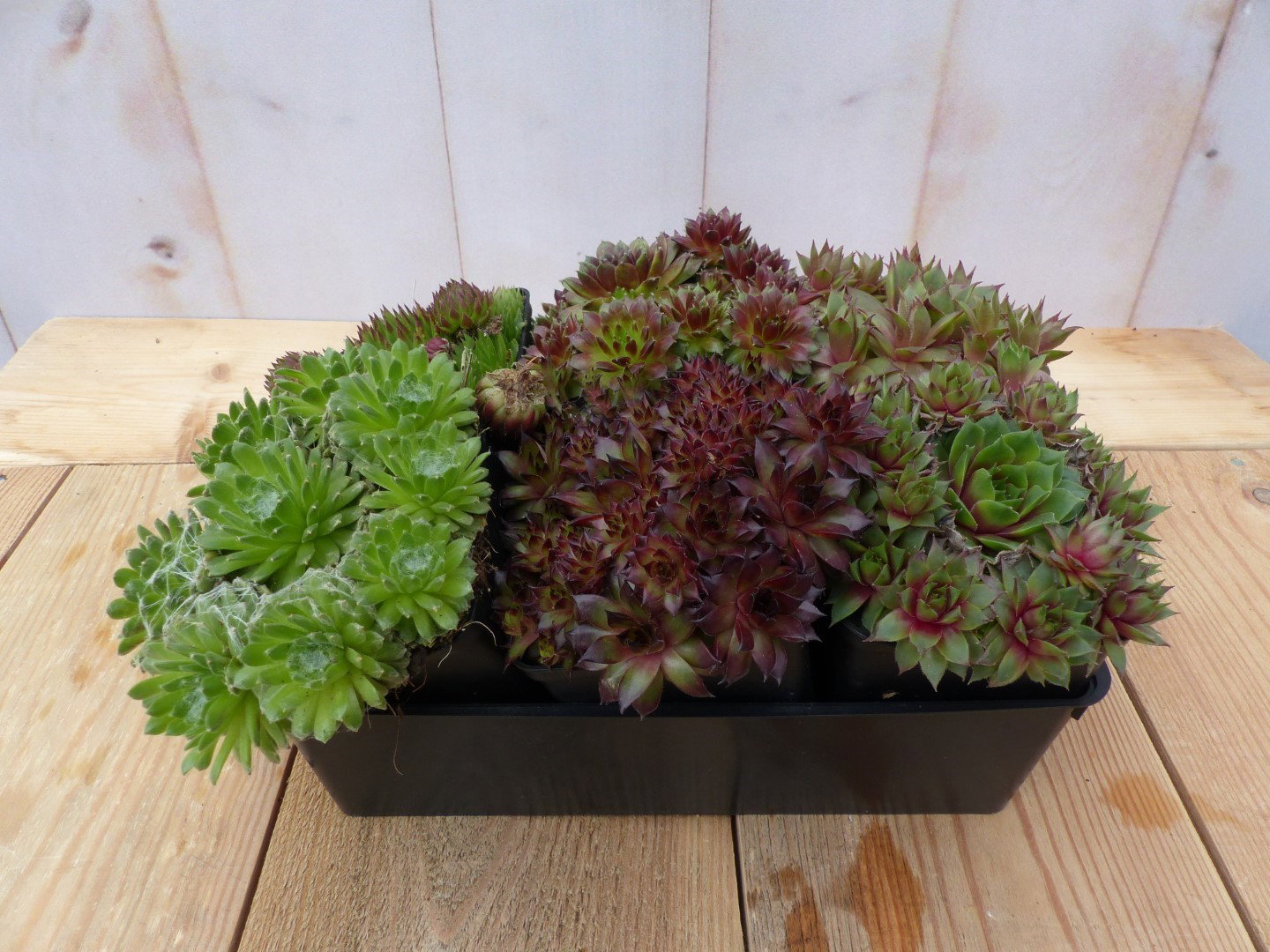 Sedum vetplanten zes stuks Warentuin Natuurlijk - Warentuin natuurlijk