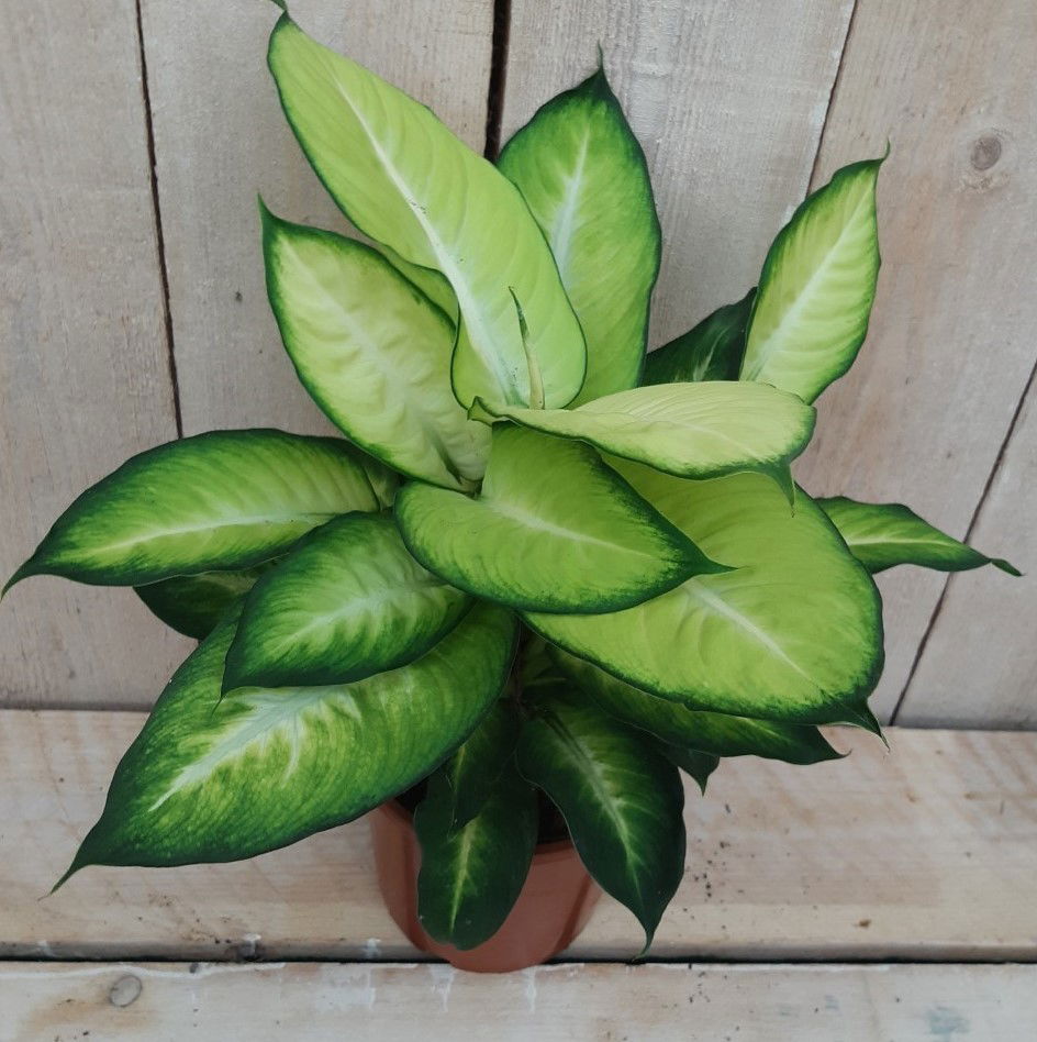 https://cdn.warentuin.nl/media/catalog/product/8/1/8149900043091_2_warentuin_natuurlijk_kamerplant_kamerplant_dieffenbachia_warent_488d.jpg