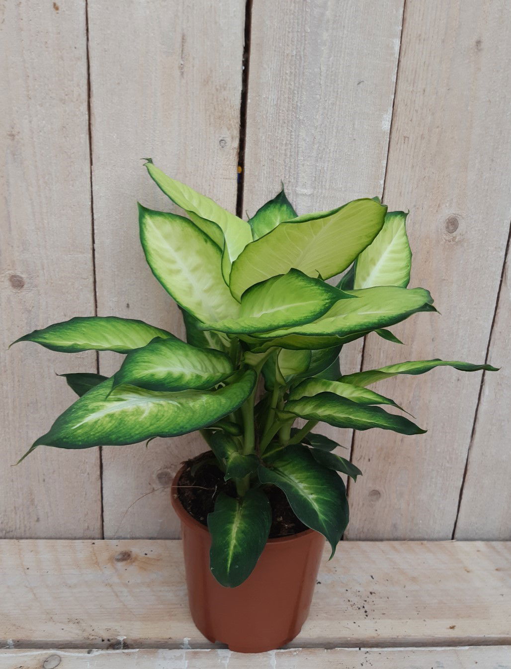 https://cdn.warentuin.nl/media/catalog/product/8/1/8149900043091_3_warentuin_natuurlijk_kamerplant_kamerplant_dieffenbachia_warent_5e23.jpg