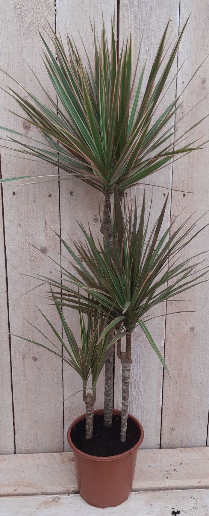 https://cdn.warentuin.nl/media/catalog/product/8/1/8149900043092_warentuin_natuurlijk_kamerplant_kamerplant_dracaena_marginata_war_7878.jpg