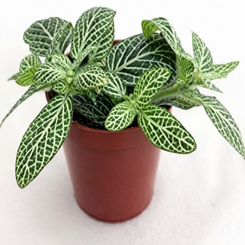 5 stuks! Mini Fittoria Wit Viridi kamerplant Warentuin Natuurlijk - Warentuin natuurlijk
