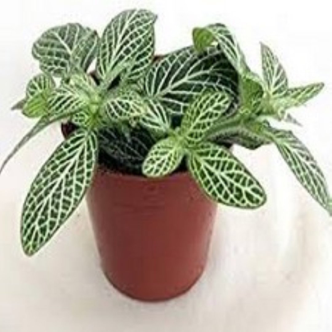 https://cdn.warentuin.nl/media/catalog/product/8/1/8149900043094_warentuin_natuurlijk_kamerplant_kamerplant_fittoria_wit_warentuin_3cb2.jpg