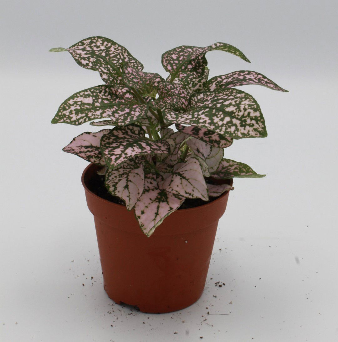 https://cdn.warentuin.nl/media/catalog/product/8/1/8149900043097_warentuin_natuurlijk_kamerplant_kamerplant_hypoestes_roze_warentu_b64f.jpg
