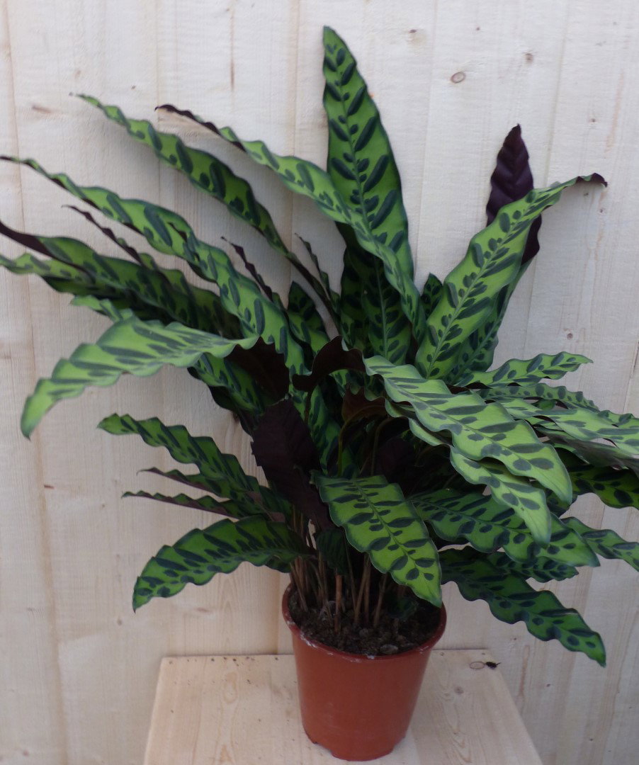 Calathea Insigne Pauwenplant stippen 60 cm kamerplant Warentuin Natuurlijk - Warentuin natuurlijk