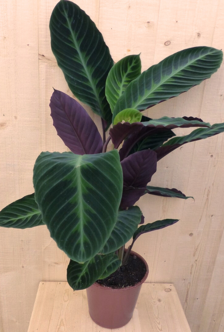 Calathea Warscewiczii Pauwenplant groot blad paarse onderkant 60 cm kamerplant Warentuin Natuurlijk - Warentuin natuurlijk