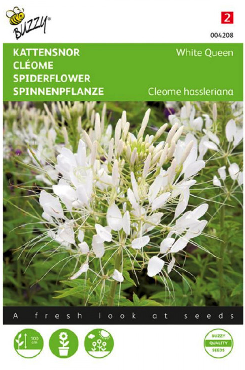 Zaden cleome kattensnor white queen 0.5 gram Buzzy