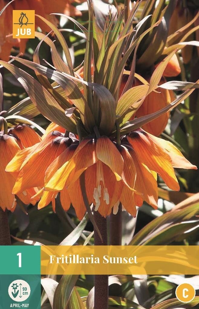 Fritillaria imp. Sunset JUB, 1 bloembol - Jub