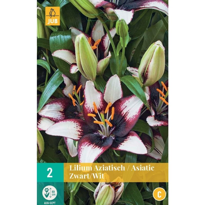 Lilium aziatisch zwart-wit JUB, 2 bloembollen - Jub