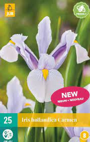 Iris hollandica Carmen JUB, 25 bloembollen - Jub