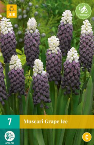 Muscari Grape Ice JUB, 7 bloembollen - Jub