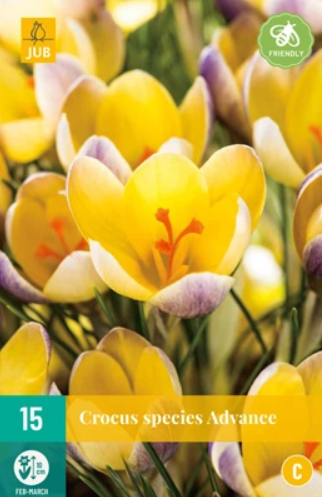 Crocus Advance JUB, 15 bloembollen - Jub