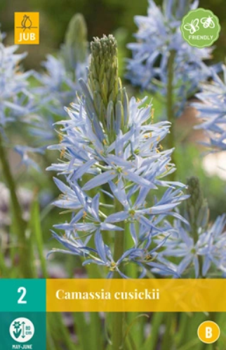 Camassia cusickii JUB, 2 bloembollen - Jub