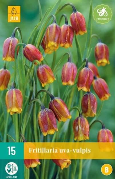 Fritillaria uva-vulpis JUB, 15 bloembollen - Jub