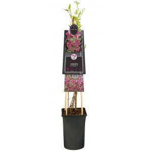 Klimplant Clematis Rosalyn Bosrank Van der Starre - Van der starre