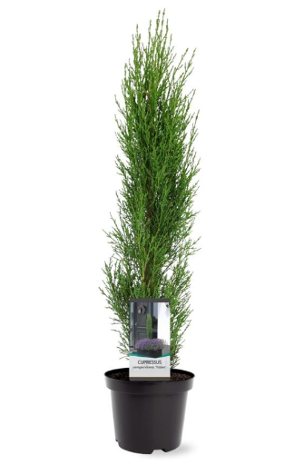 Cupressus sempervirens Totem 40-50 cm Conifeer - Warentuin Natuurlijk